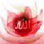 allah